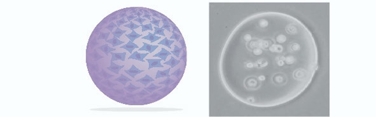 3D cell culturing technology